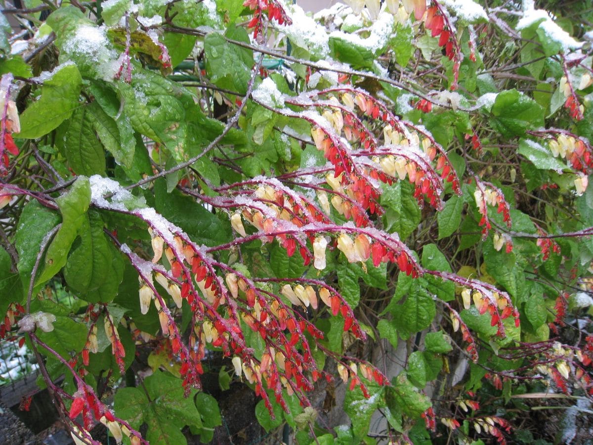 11月の初雪・都心54年ぶり熊谷は14年ぶり