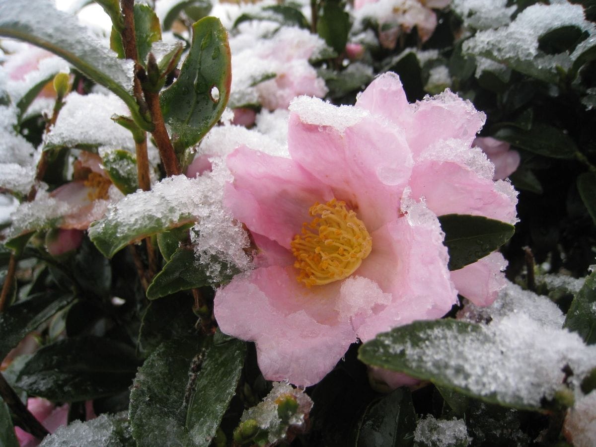 11月の初雪・都心54年ぶり熊谷は14年ぶり