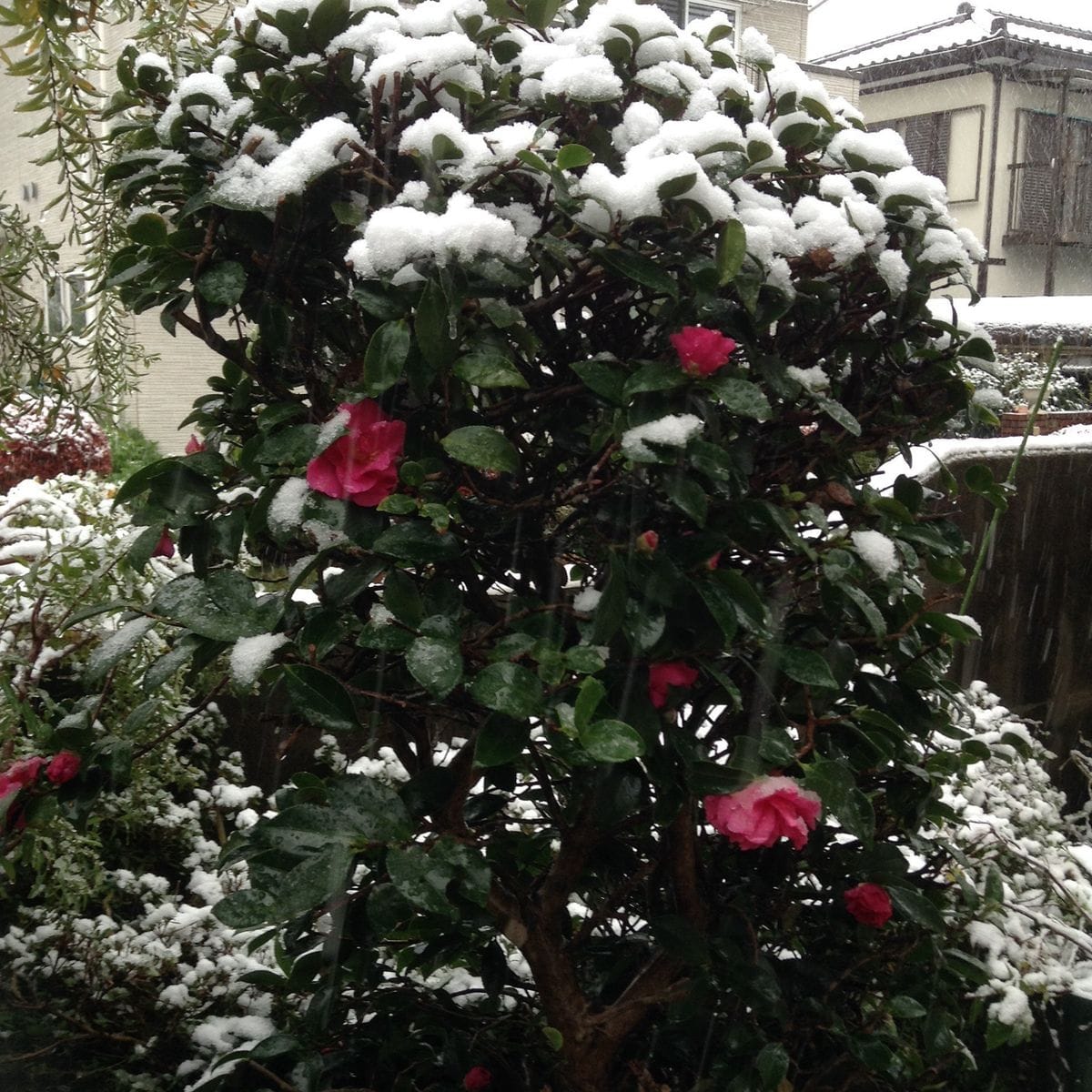 雪です！天気予報をなめてました。