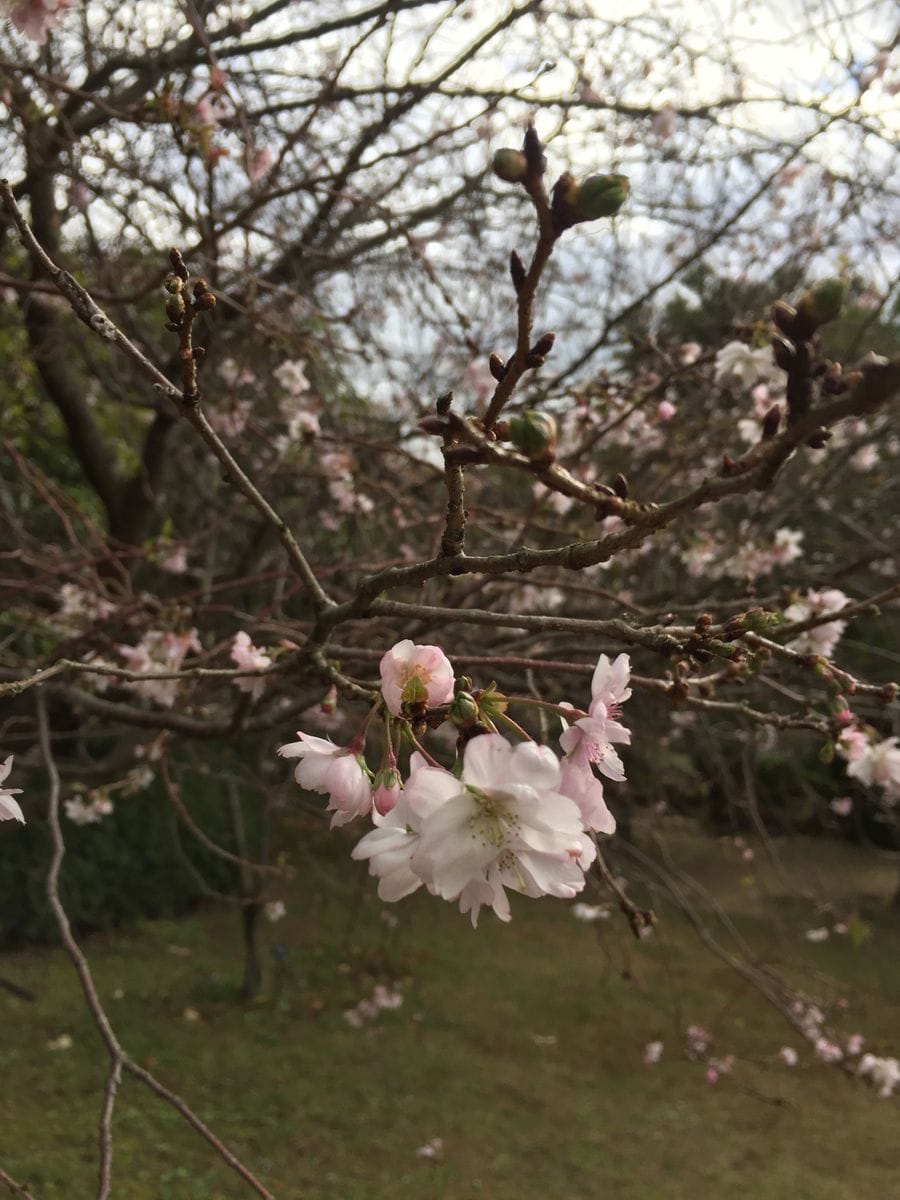 ジュガツザクラ　(十月桜）