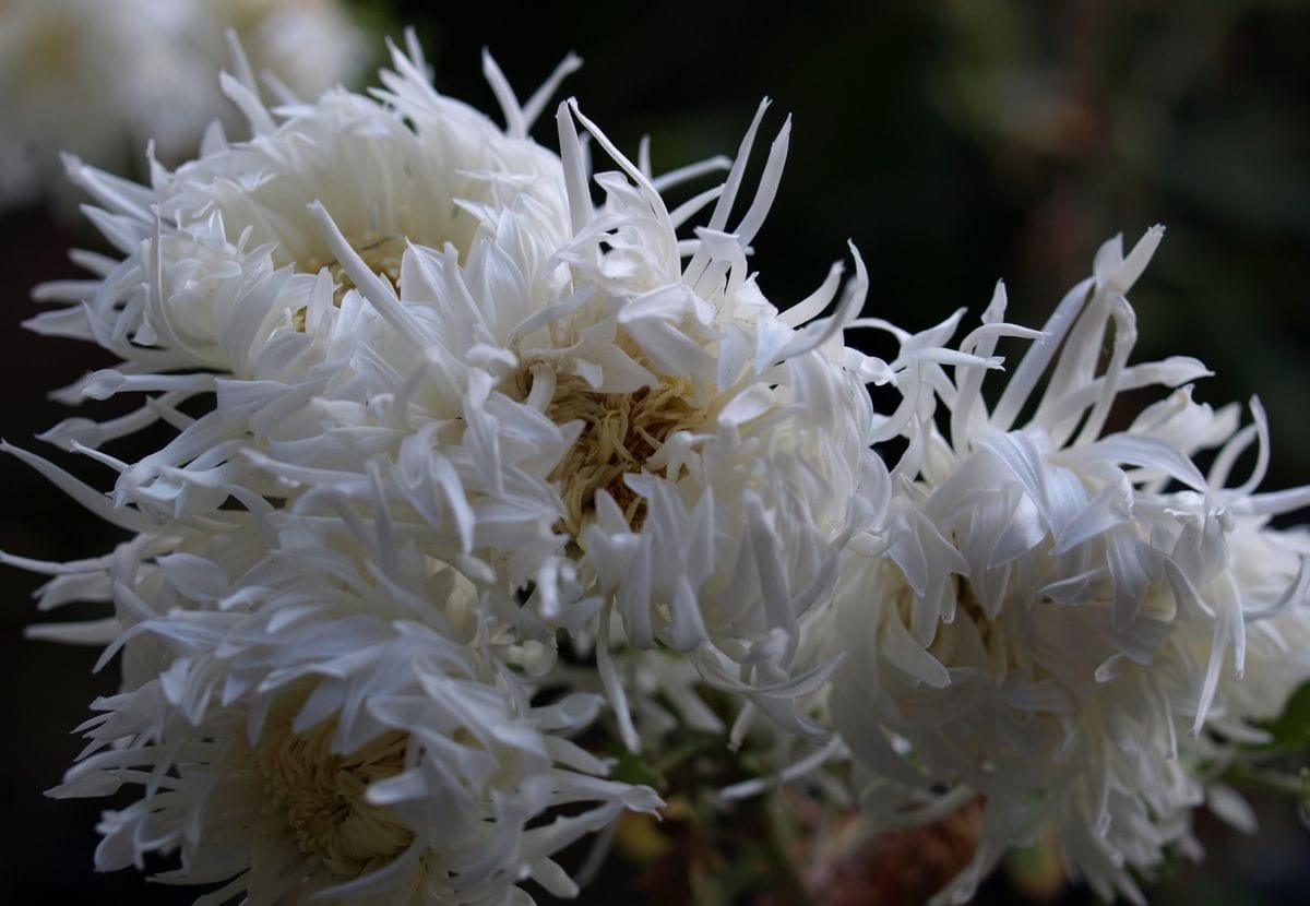 江戸菊、面白し