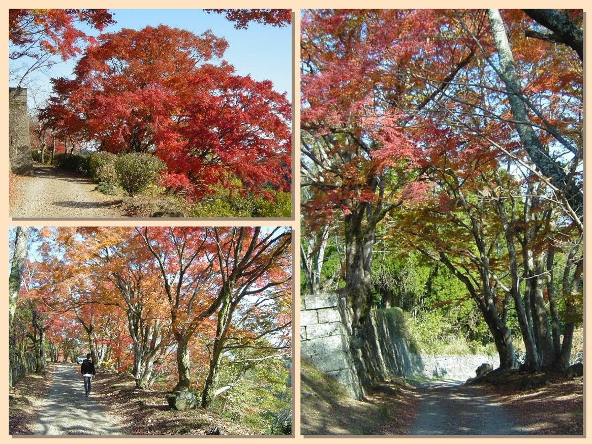 🍁紅葉の秋です...竹田(岡城阯)旅記🍁