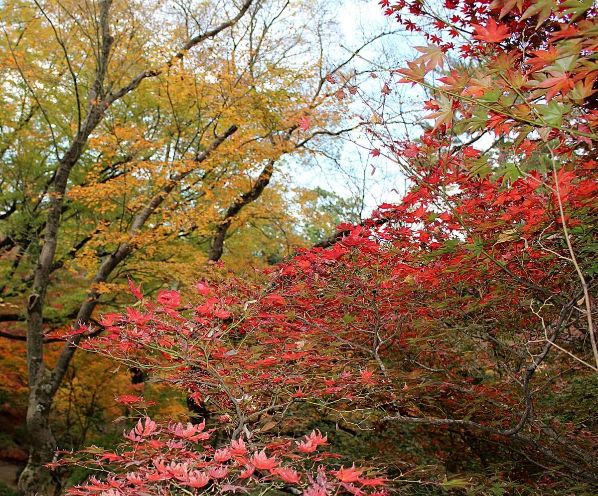 御土居の紅葉