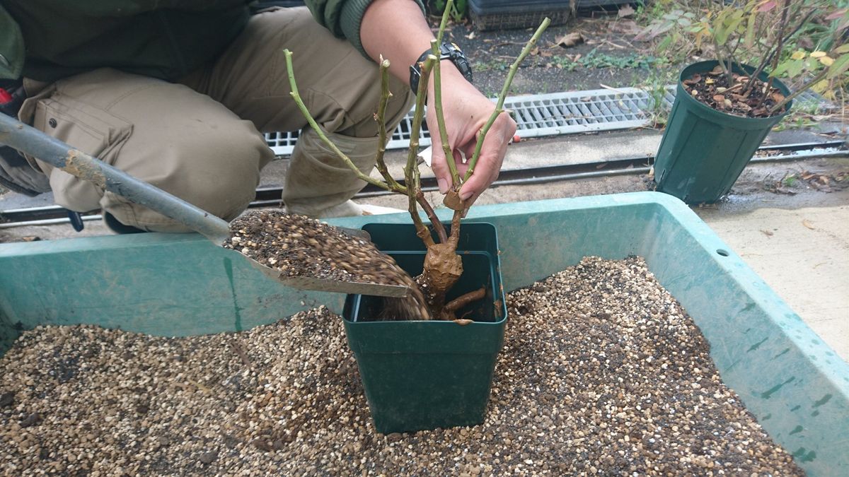 裸苗の植え付け