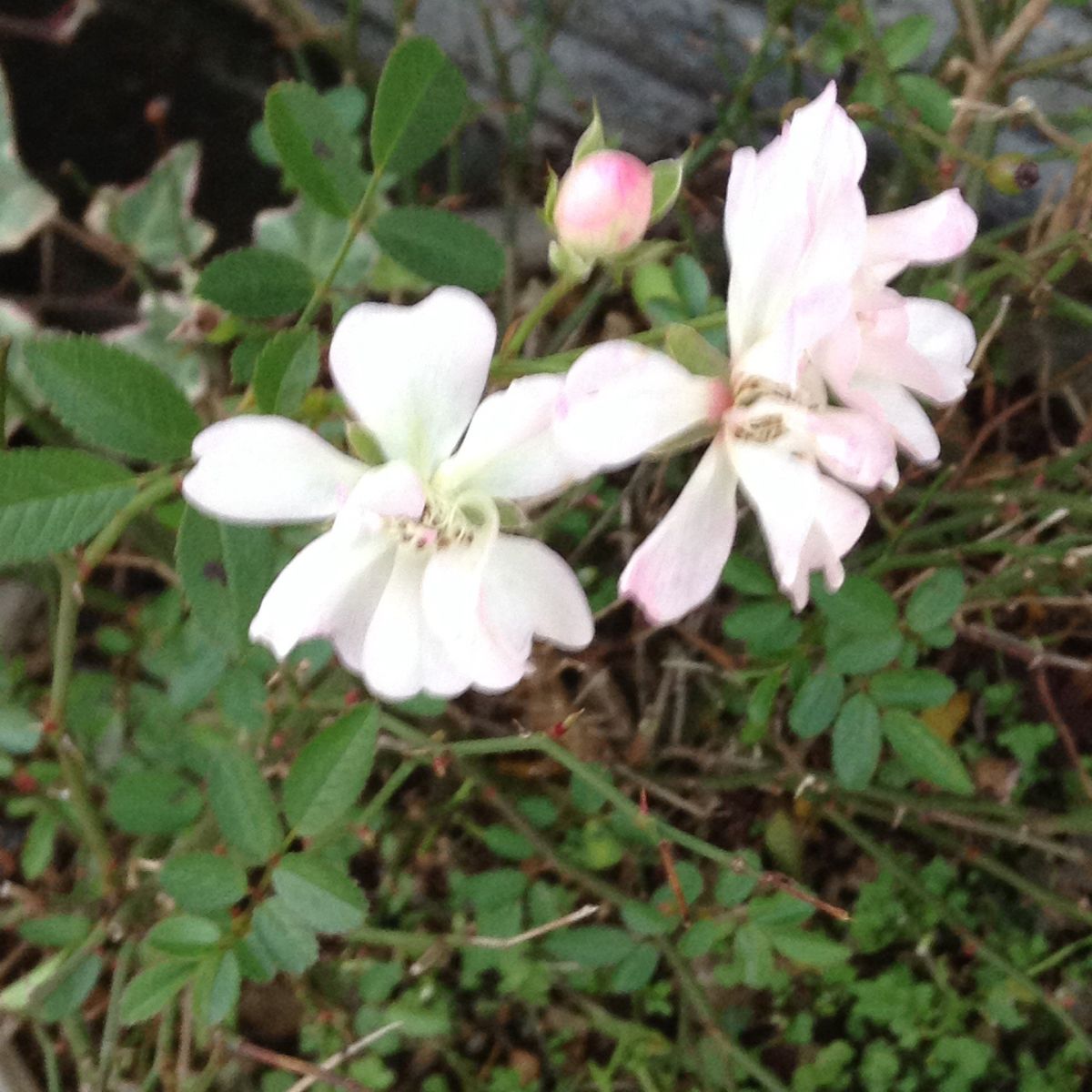 ウチにあるチッコイ薔薇！