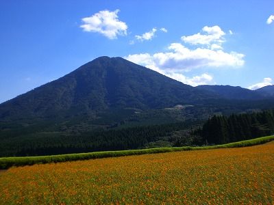 生駒高原（宮崎県）のコスモス