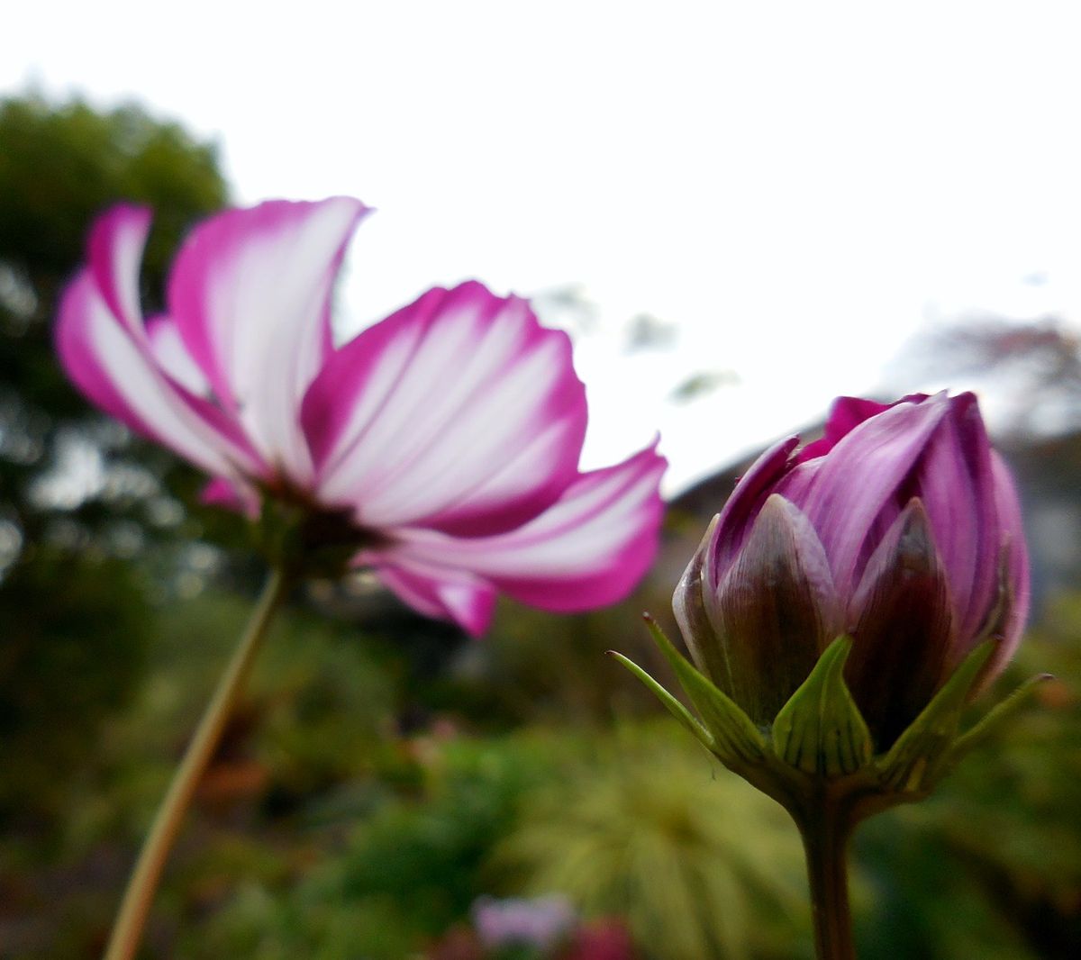 今日の花・・・①