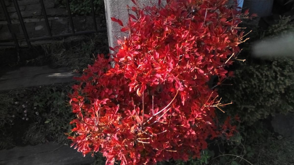 紅葉しました