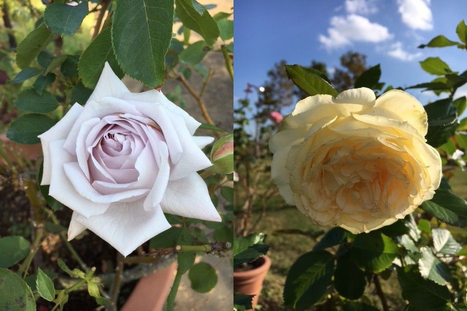 ミニバラテディベアと花菜ガーデン