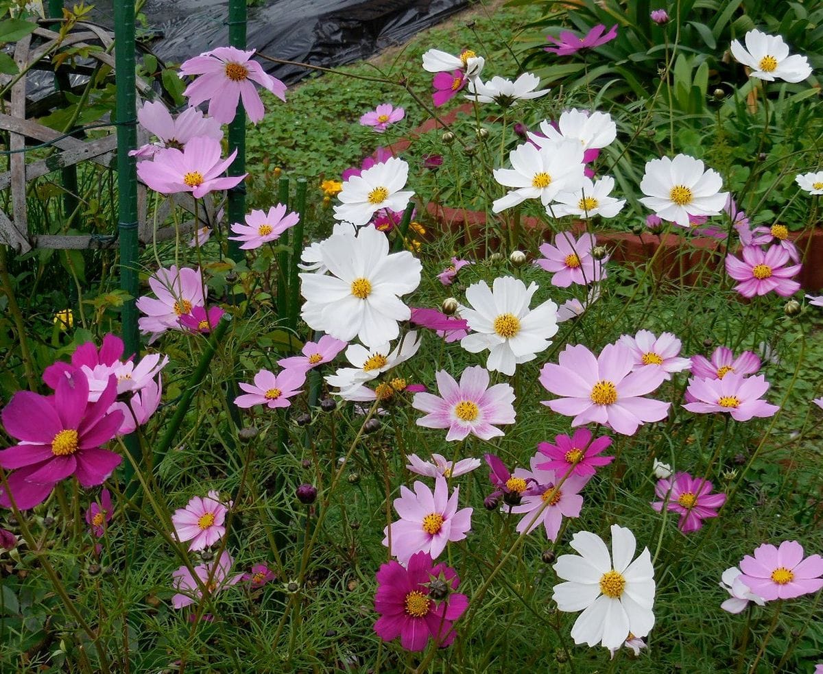 病院花壇の続編・・・