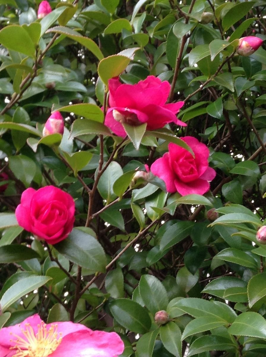 通勤路の山茶花は薔薇みたい！