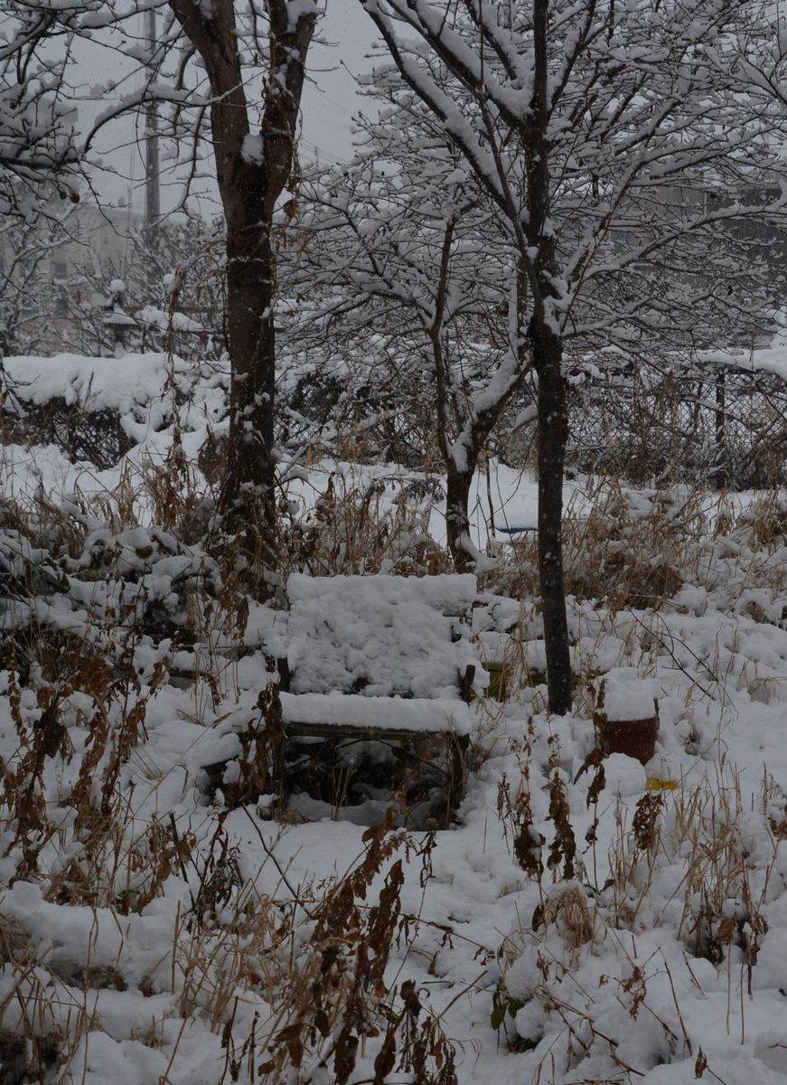 吹雪いてます