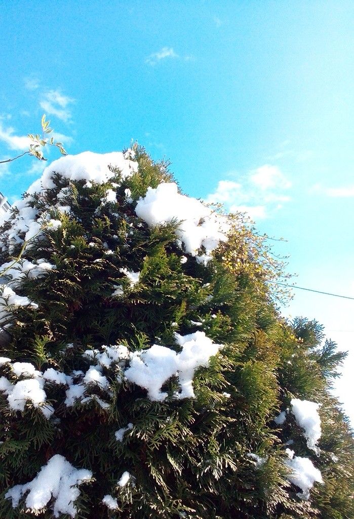 雪が降りました(≧∇≦)