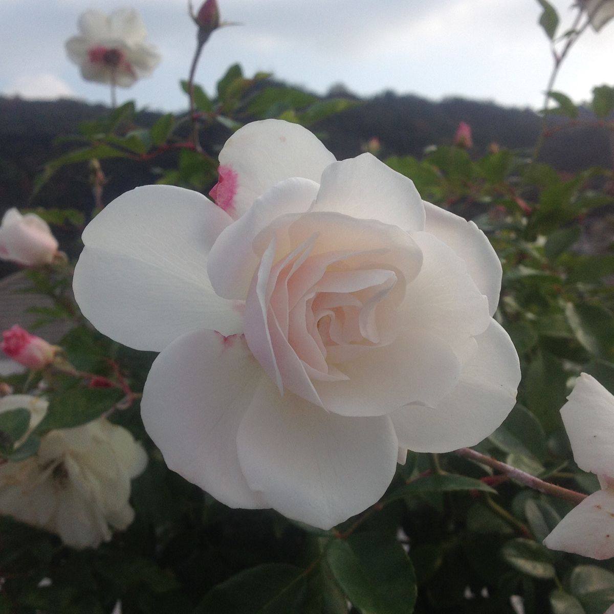 今日の屋上のバラ…「アイスバーグ」❣️