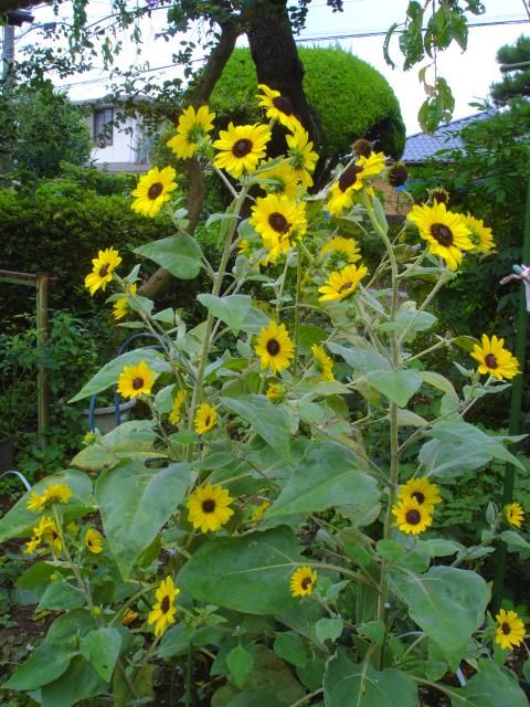 秋も夏も同居してます。