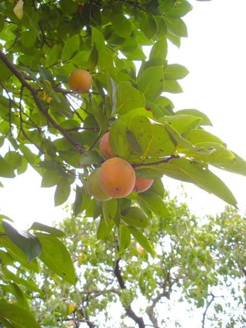 秋も夏も同居してます。