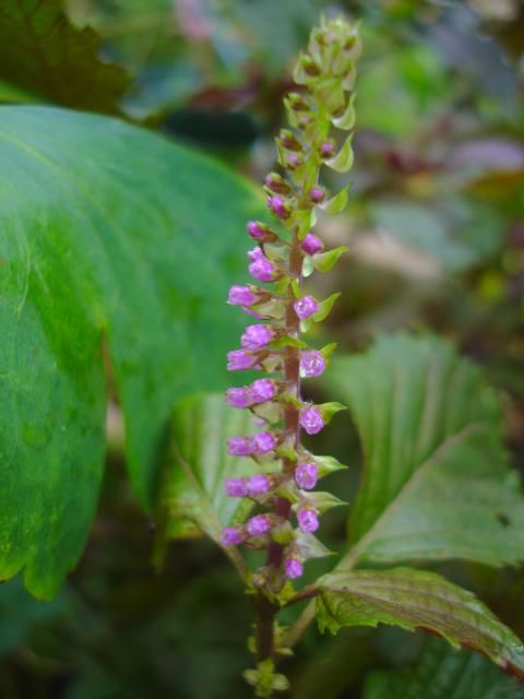 秋も夏も同居してます。