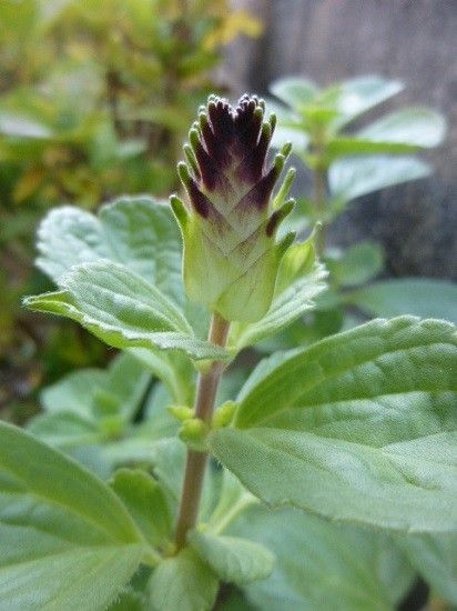 ラケナリアが咲きました❀