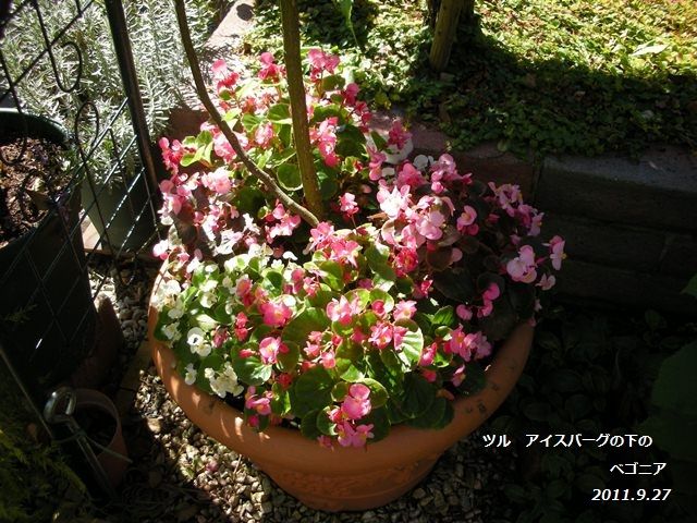 バラに似合う宿根草～