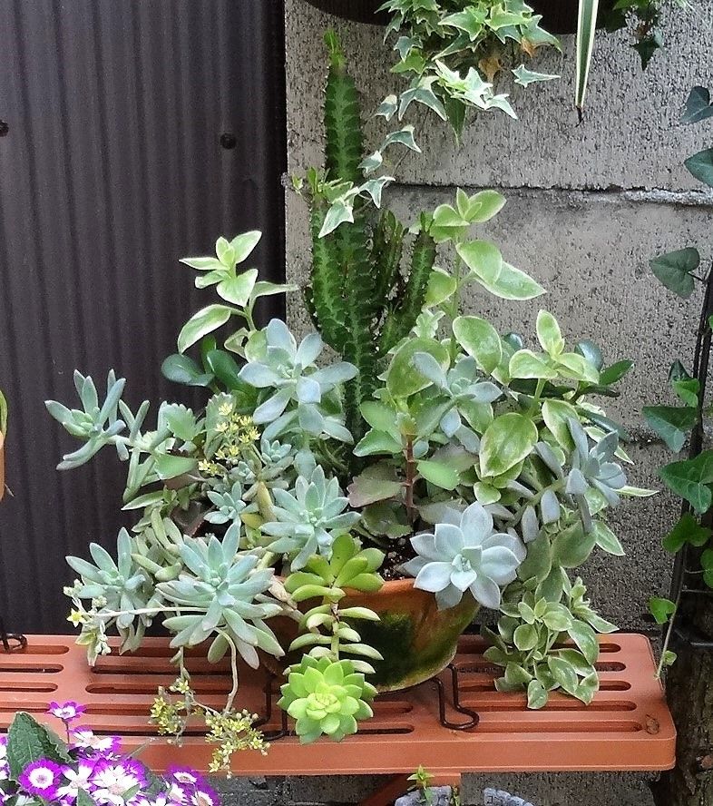 🍂多肉植物の寄せ植え経験だん🍂