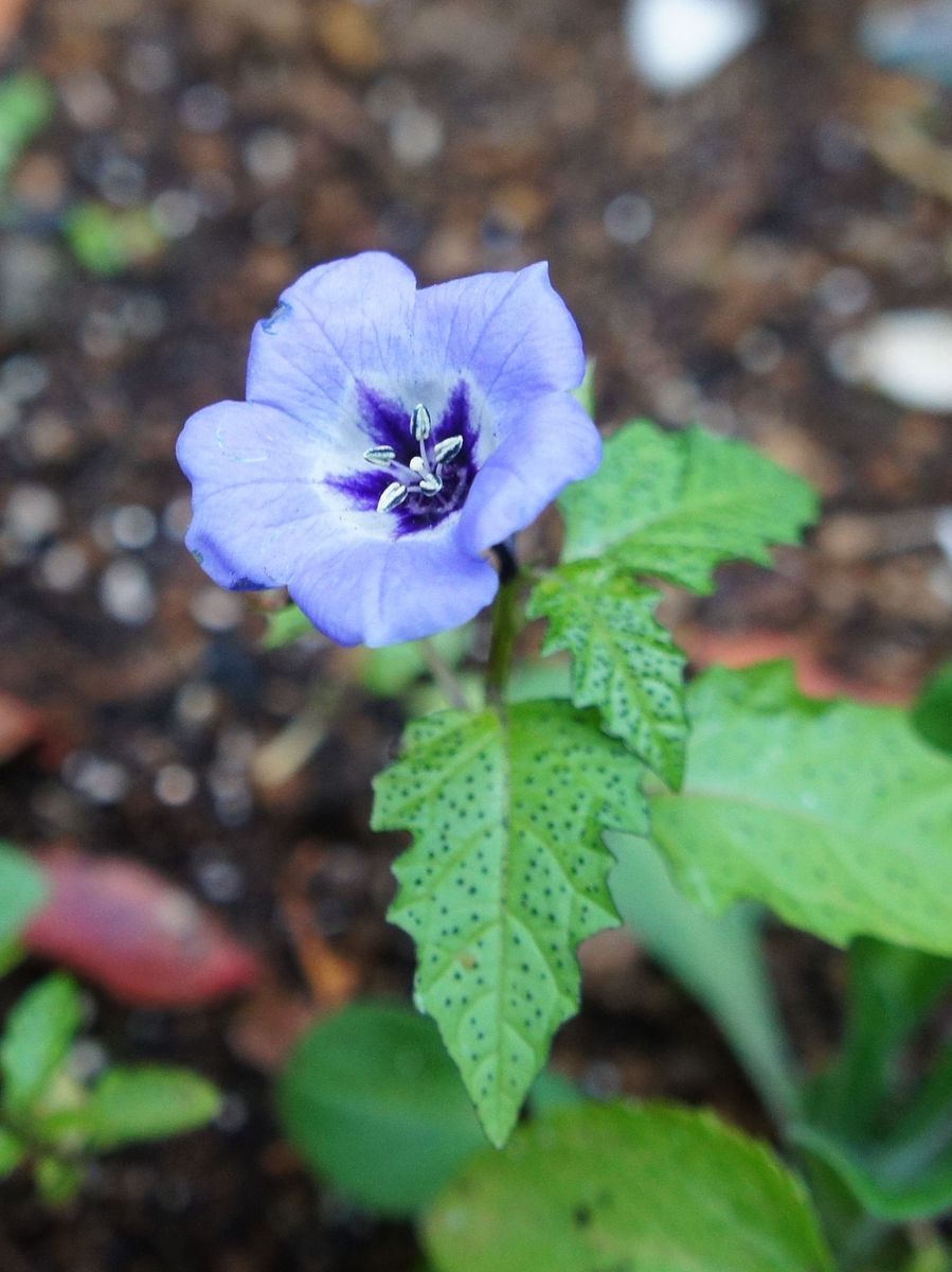 今日の気になる花と葉