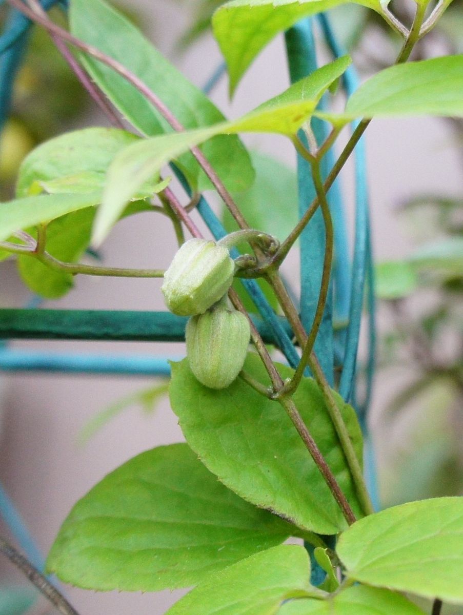 今日の気になる花と葉