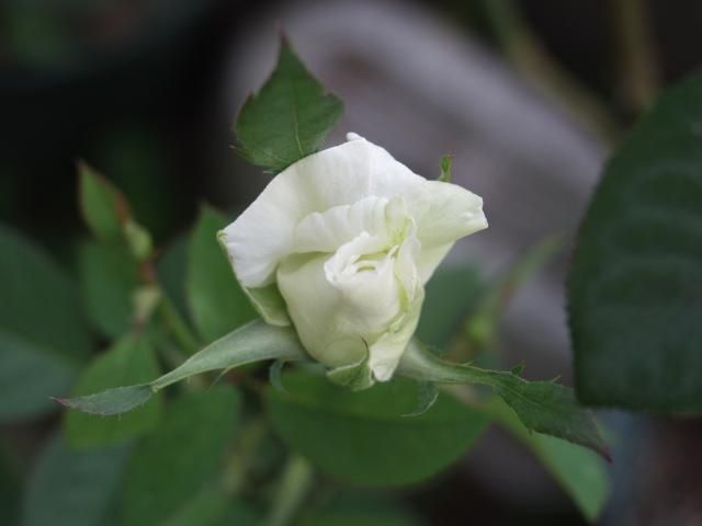 今日、注目の薔薇