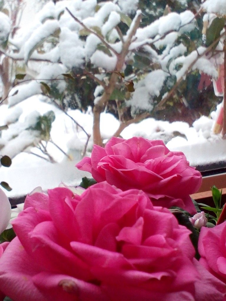 窓の外は雪～♪(*^▽^*)ﾕｷｶﾞﾌｯﾃﾙ～♪