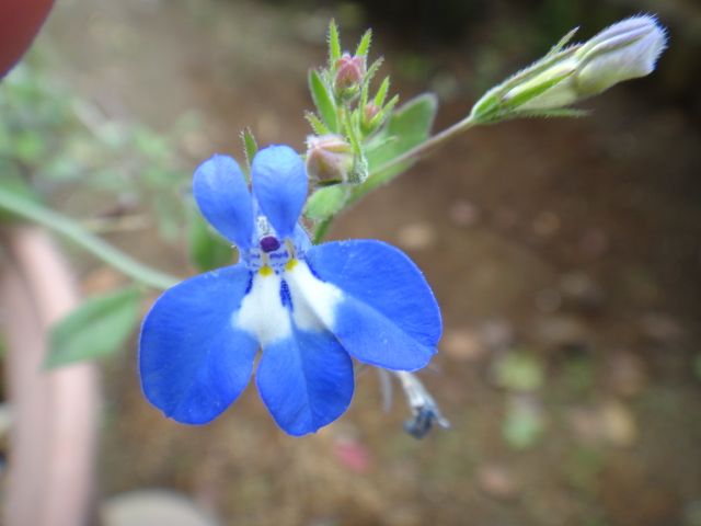 今日はブルーの花で・・・