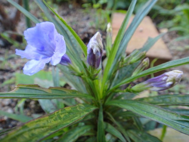 今日はブルーの花で・・・