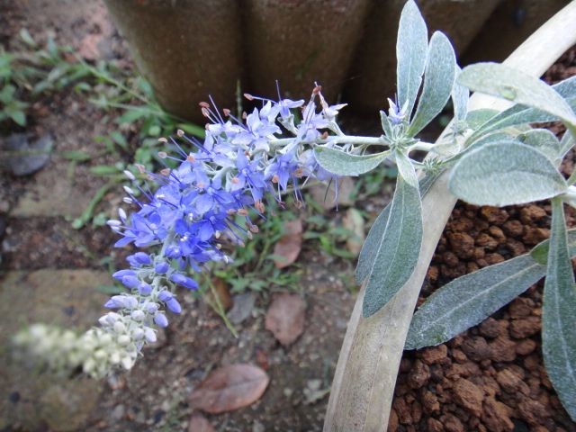 今日はブルーの花で・・・