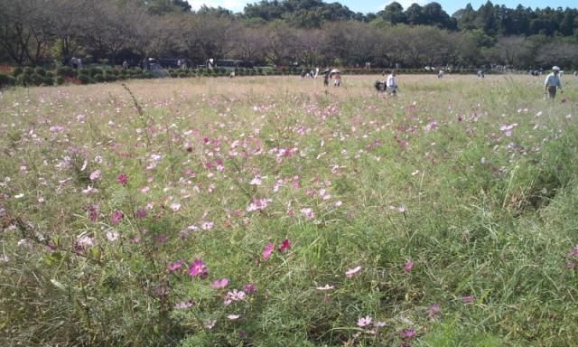 巾着田　〈秋桜〉