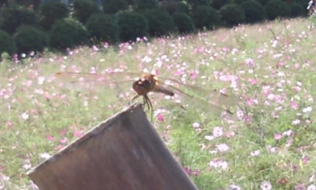 巾着田　〈秋桜〉