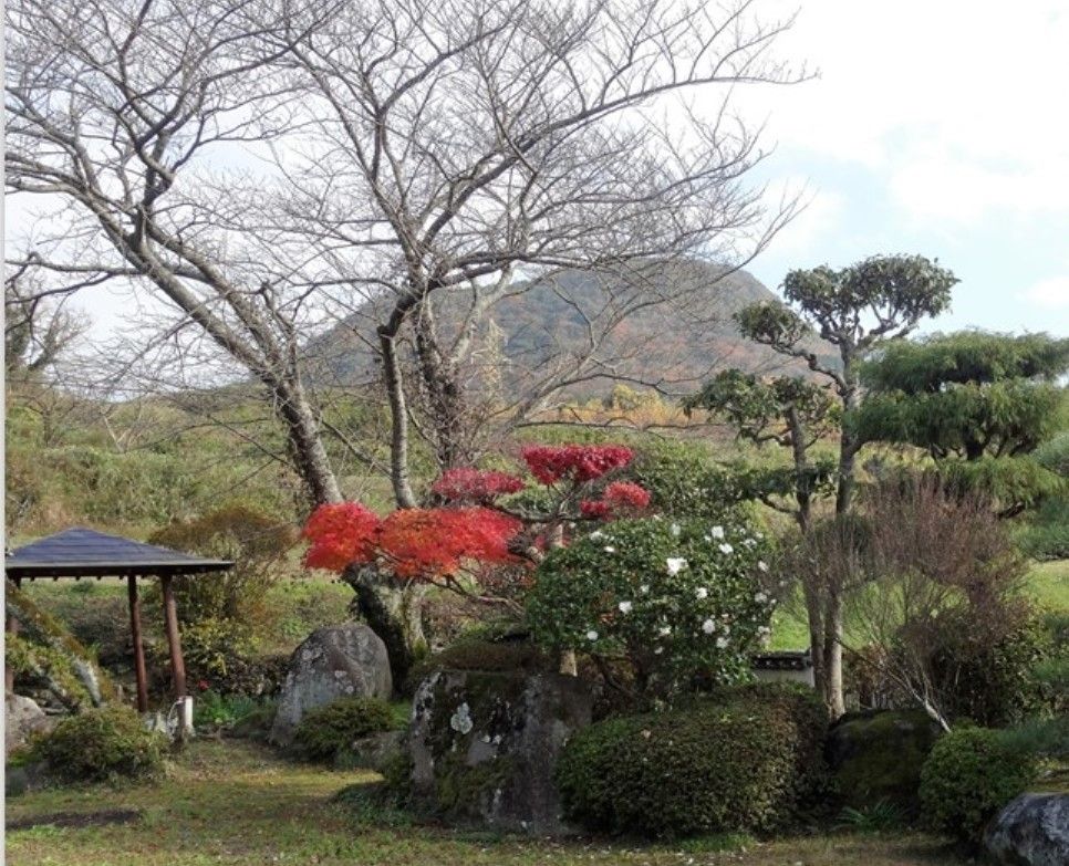 🍂我が故郷の庭園...大きな樹木色々と🍂