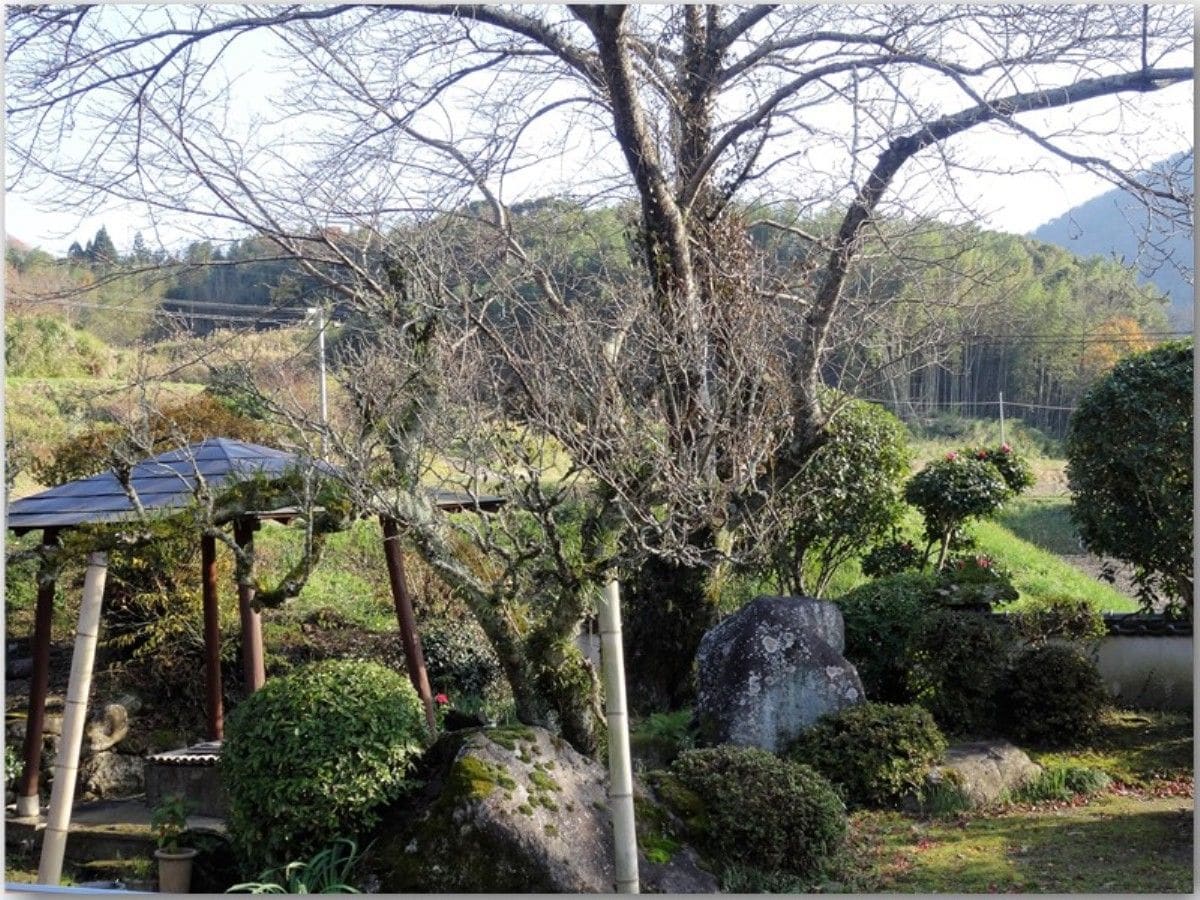 🍂我が故郷の庭園...大きな樹木色々と🍂