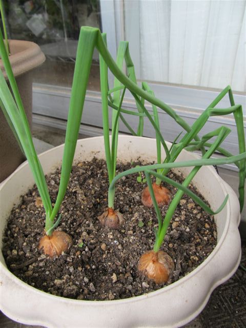 プランター野菜生長中