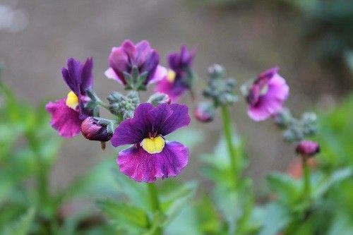 挿し芽・ネメシア