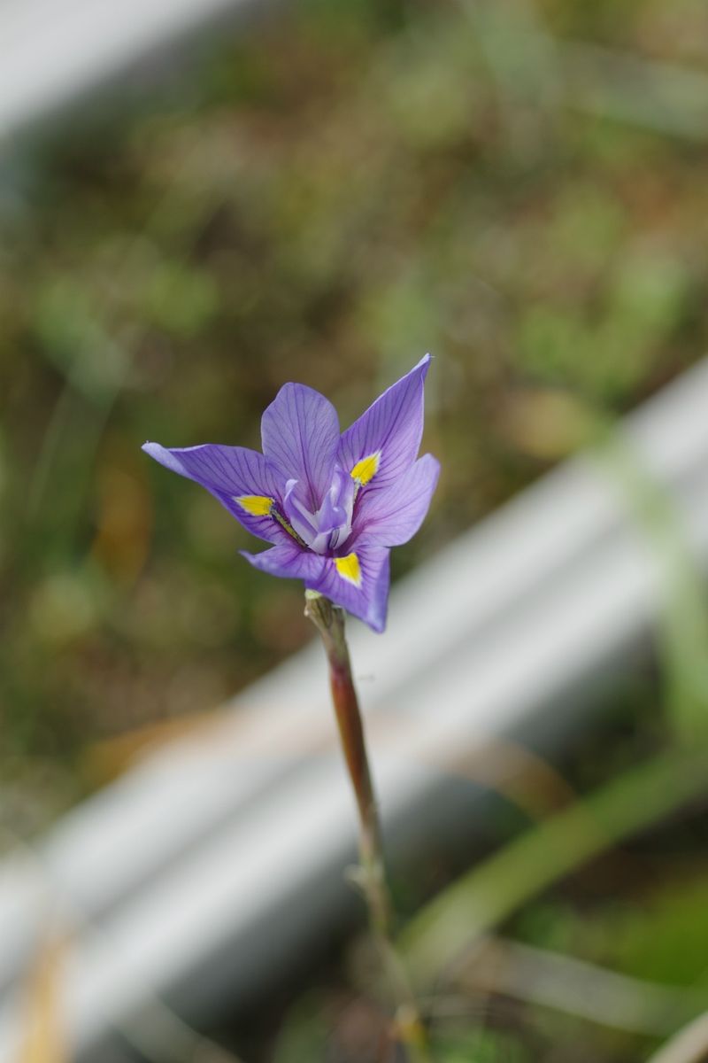 こんな時期に開花