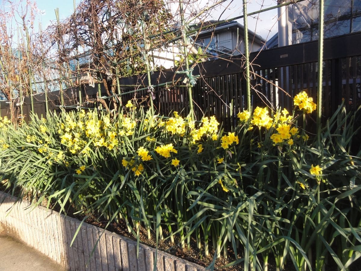 花壇のスイセン