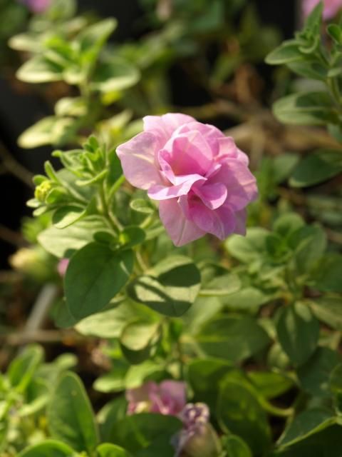 まだ頑張ってます　夏の1年草