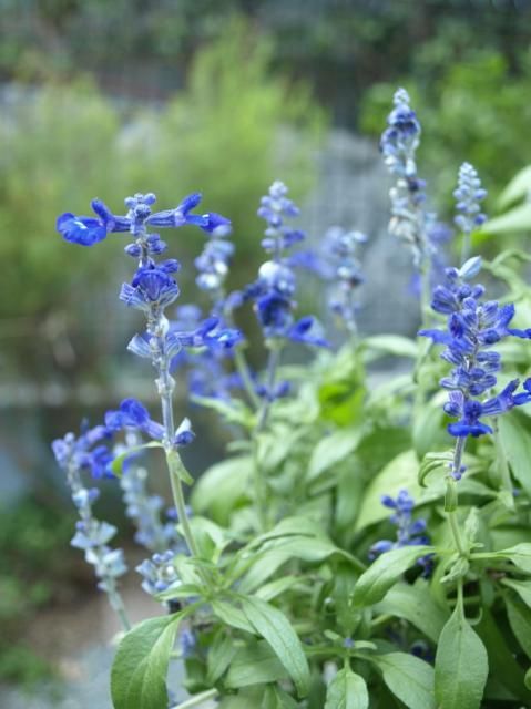 まだ頑張ってます　夏の1年草