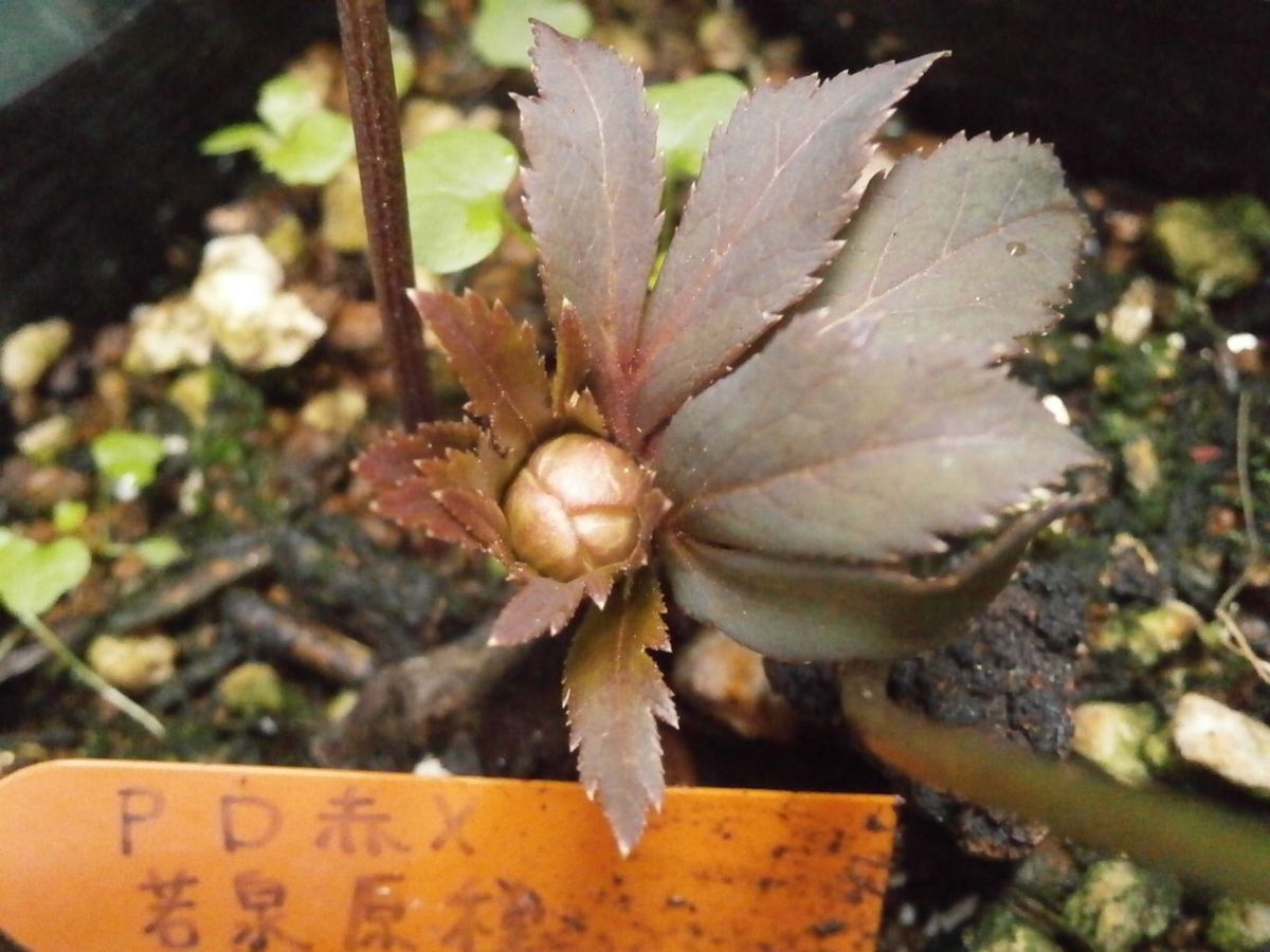 楽しみな初開花