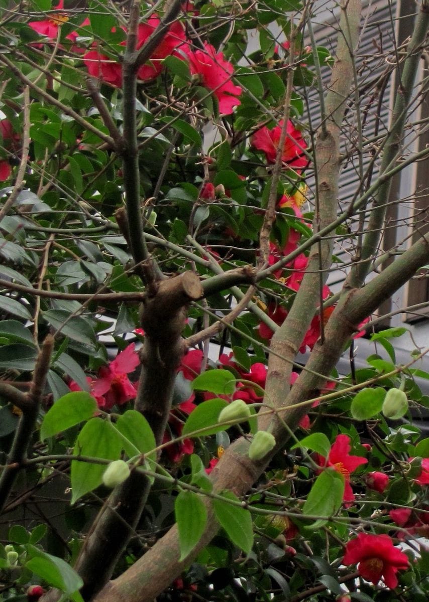 アンスンエンシスの開花は・・・