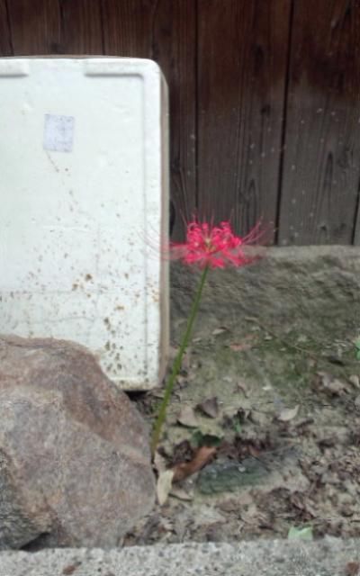 今年は花茎数が減っておりました。