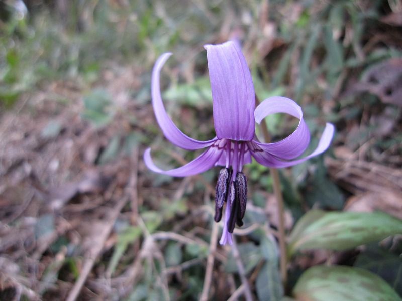 3/21 かたくりの花が咲きました