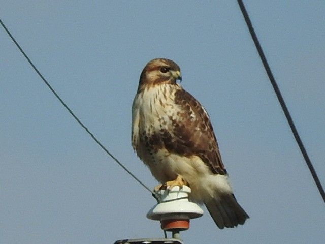 今年も鳥初め。