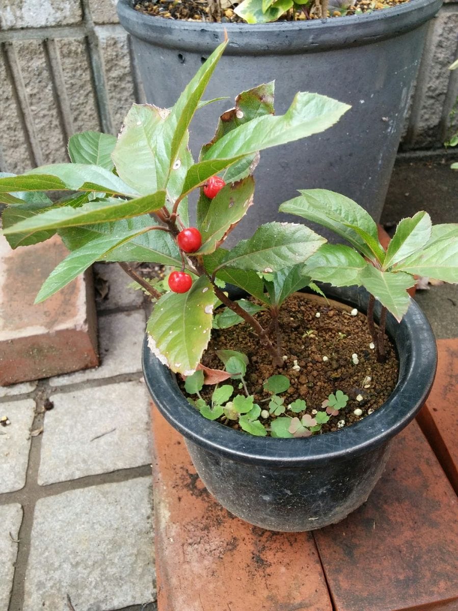 新年おめでとうございます🎍