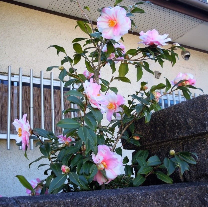 💮今年は我家のツバキが花盛りですよ❗