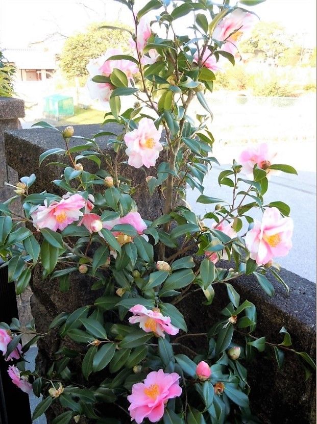 💮今年は我家のツバキが花盛りですよ❗