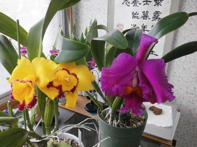 Blc.ChongGuu Chaffinh 'Ta-hsin'